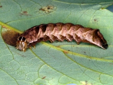 Melanchra persicariae гусеница